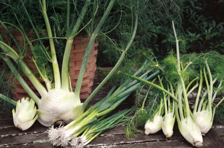 How To Prepare Fennel and Scallions